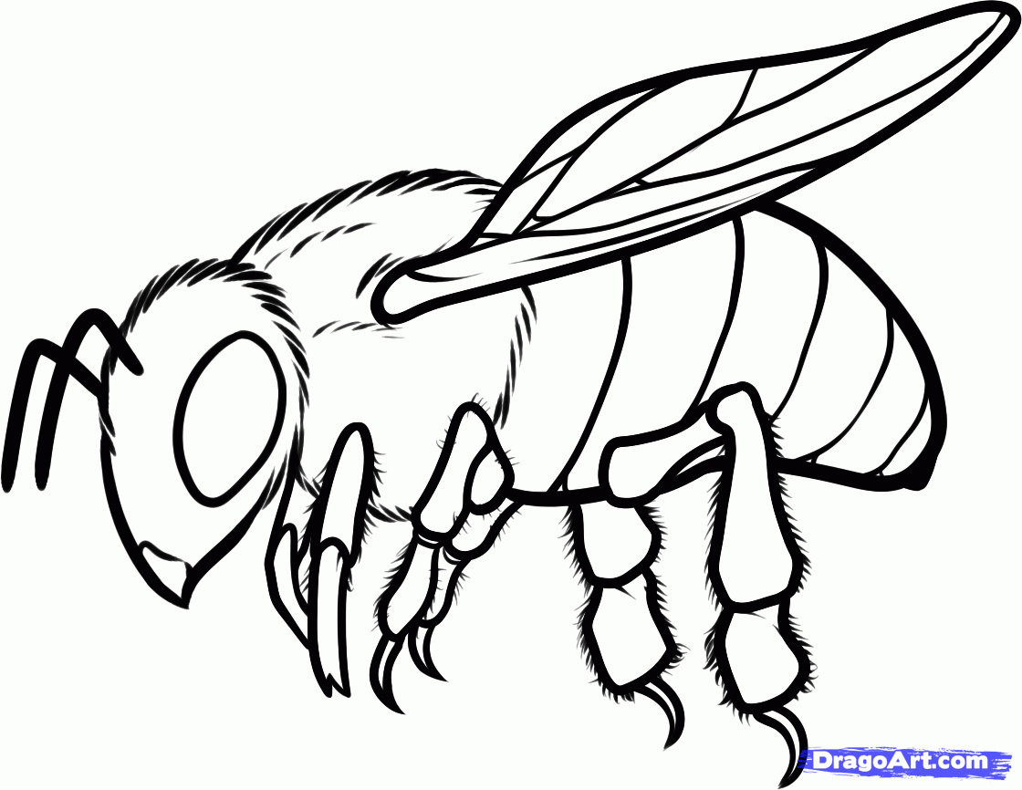 how to draw a honey abeille, step par step, bugs, animals, gratuit en ligne