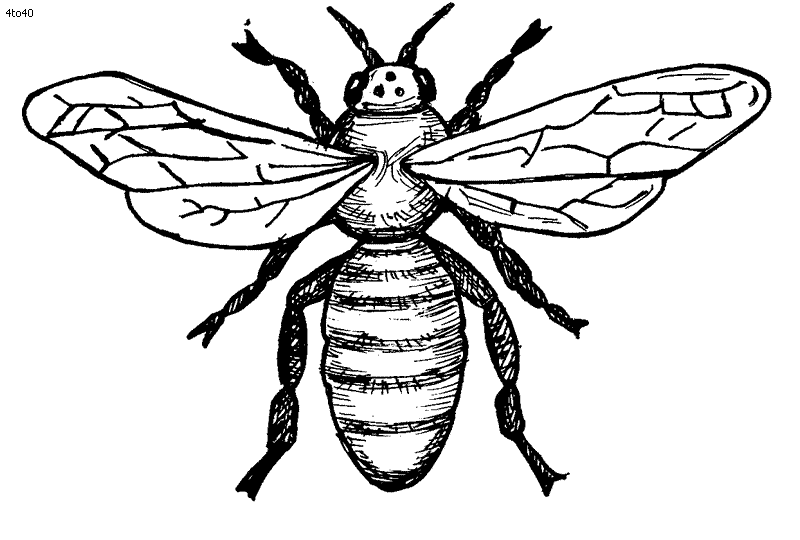 abeille birds dessins à colorier, abeille top birds dessins à colorier, abeille