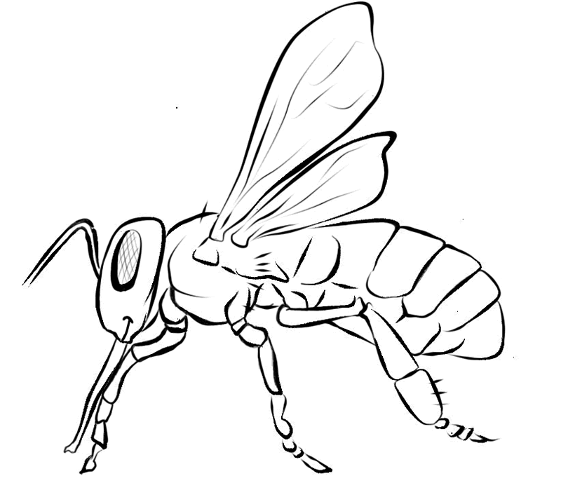 gratuit abeille image à dessiner! never be bored with so many coloriage