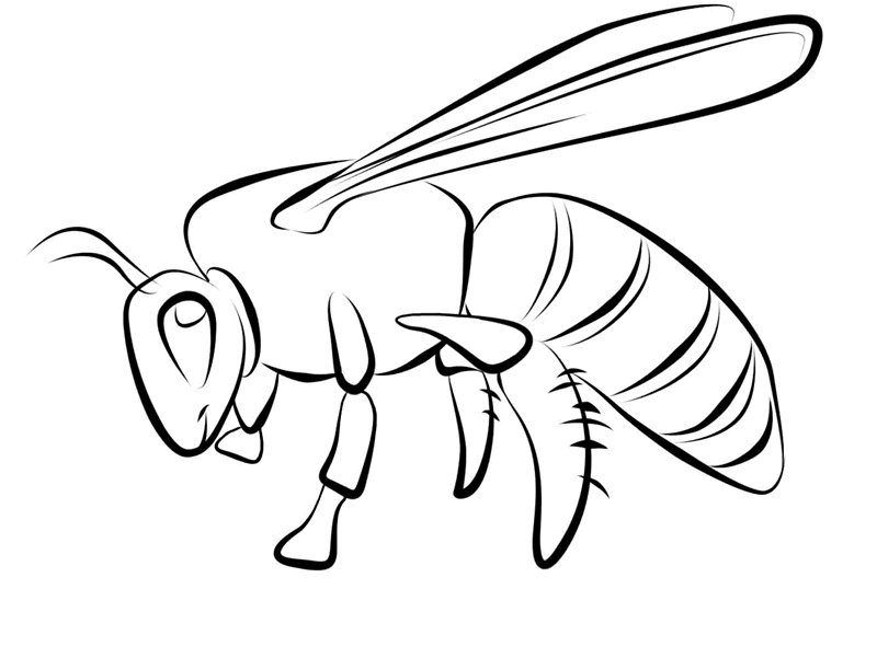 bug museum bug dessins à colorier abeille 