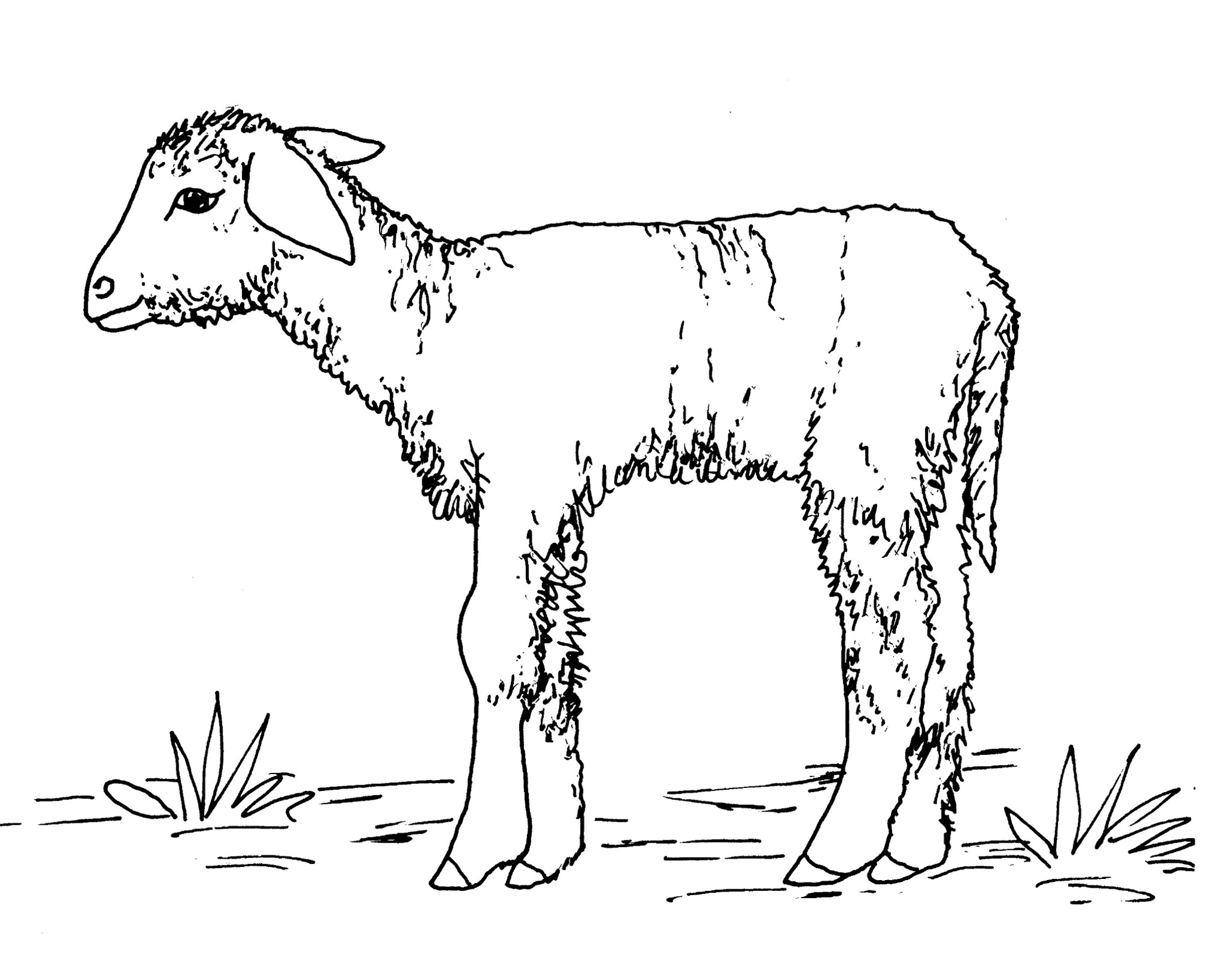 Dessin #12191 - Dessin de agneau