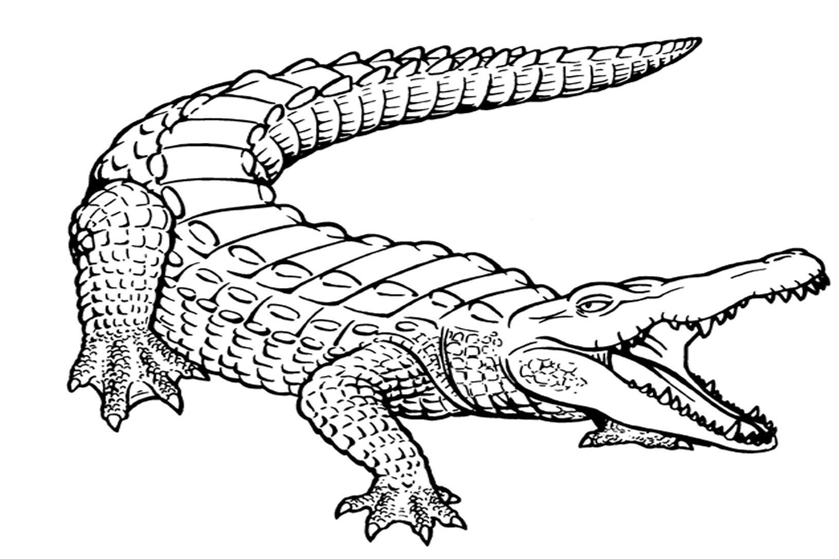 Dessin #12215 - coloriage de alligator a imprimer
