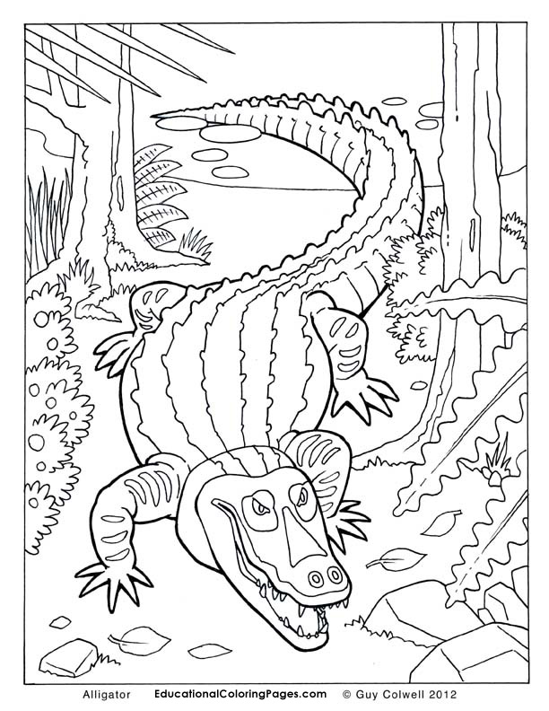Dessin #12223 - coloriage de alligator 