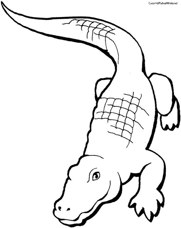 Dessin #12231 - Dessin de alligator gratuit
