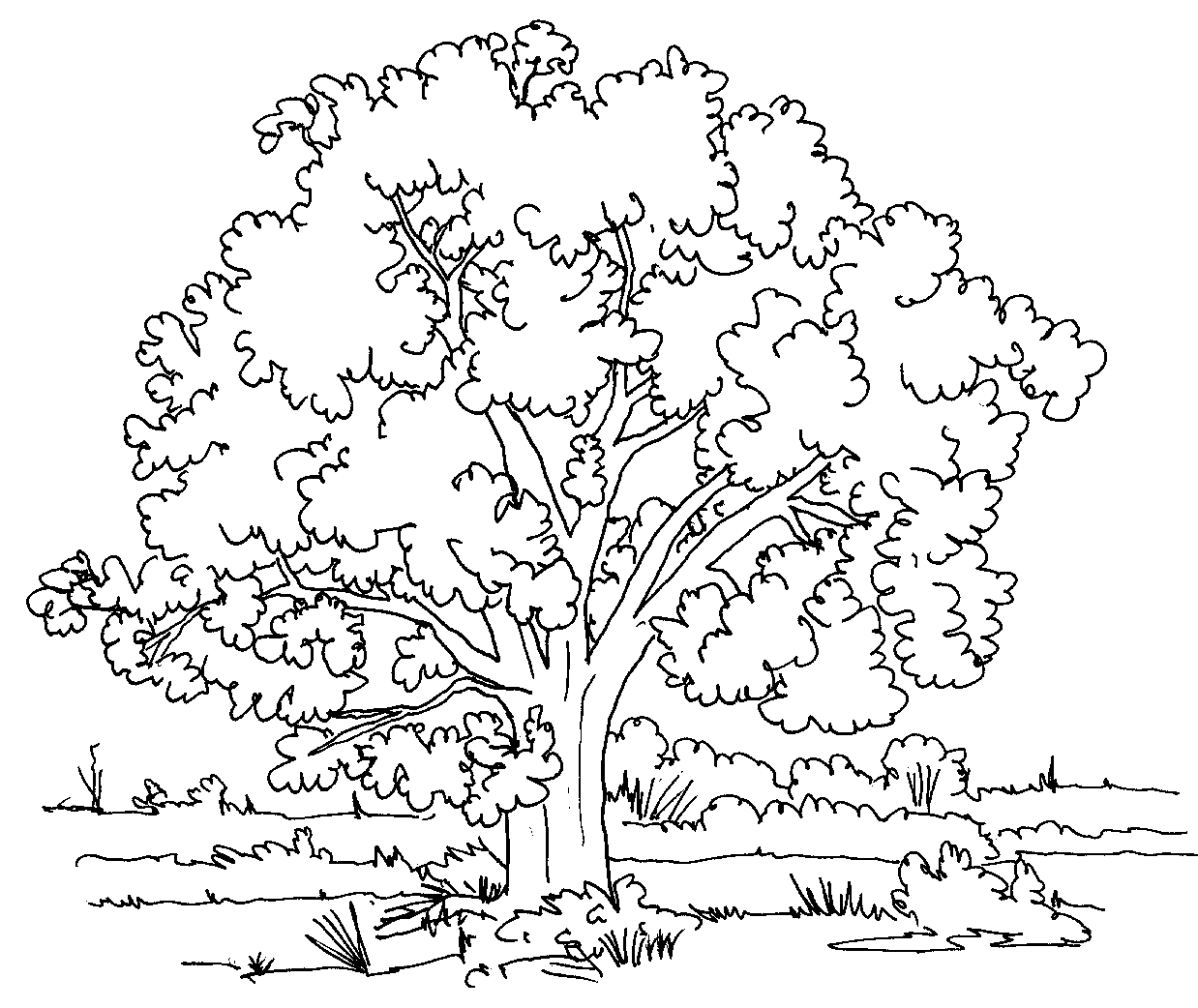 arbre dessins à colorier