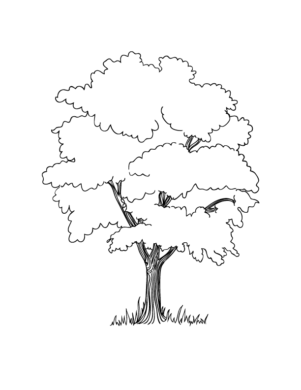 arbre coloriage dessin gratuit à colorier site