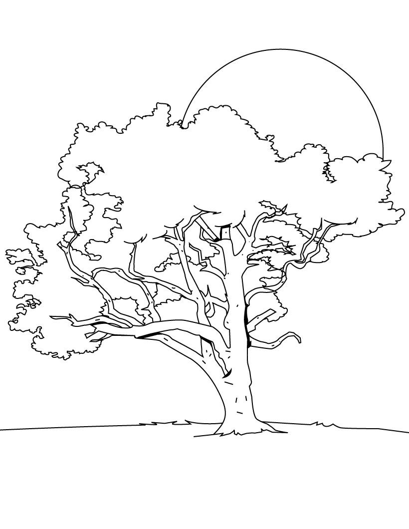 arbre dessins à colorier arbres dessins à colorier arbres dessins à colorier 