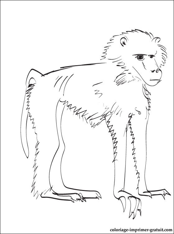 Dessin #12376 - Coloriage de babouin gratuit à imprimer et colorier