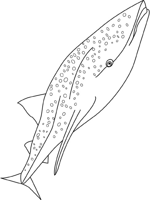 Image de baleine a colorier