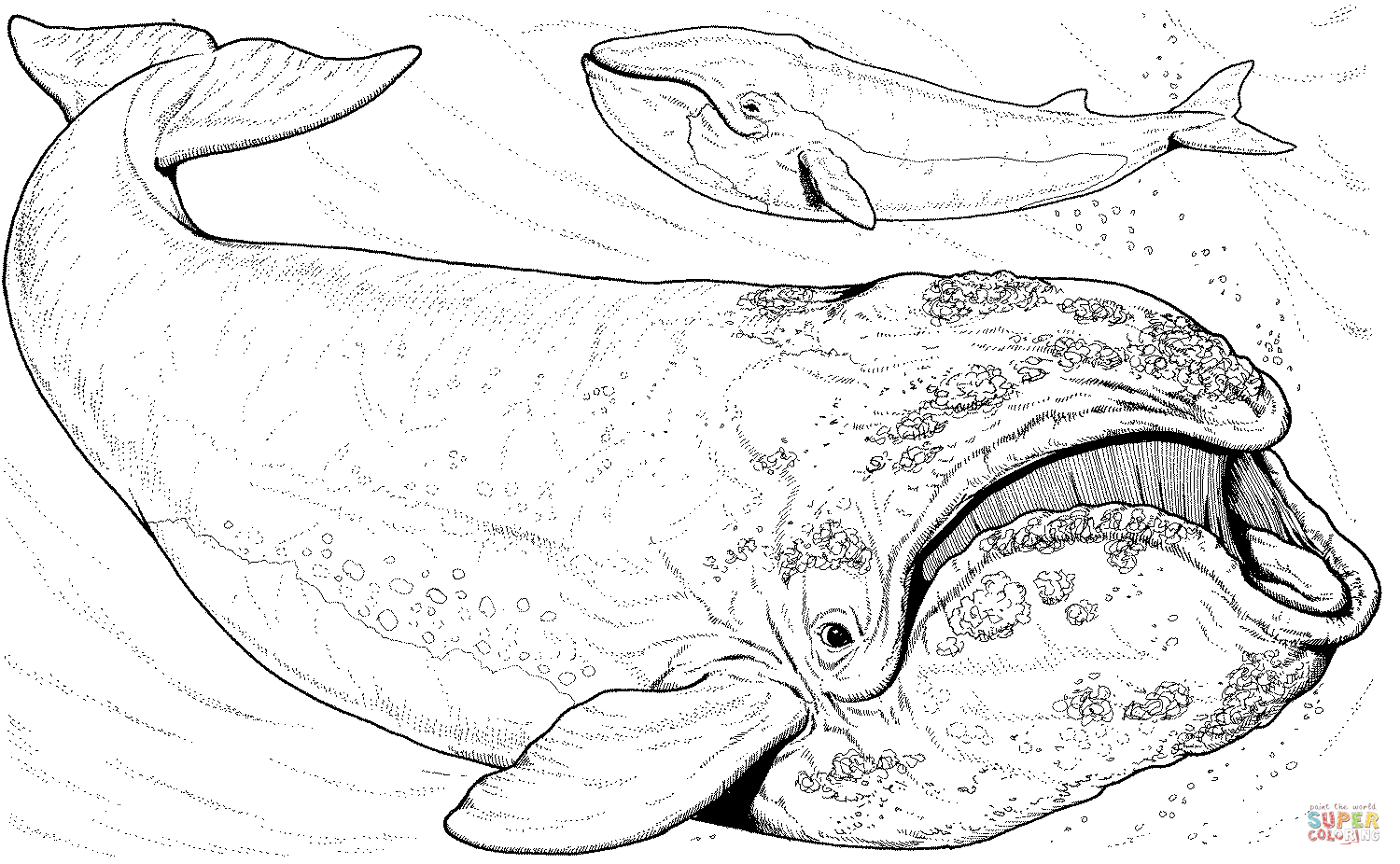 247 dessins de coloriage baleine à imprimer sur LaGuerche.com  Page 5