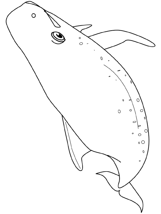 Dessin de baleine a imprimer