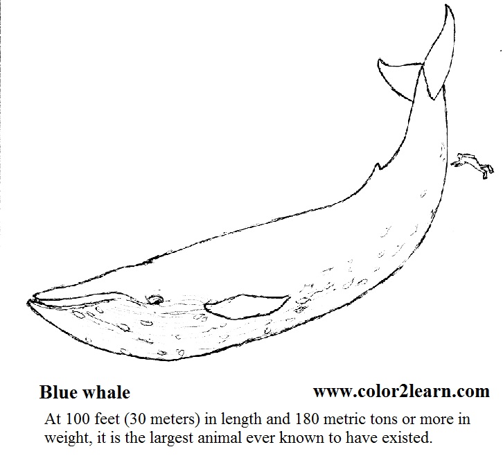 Coloriage de baleine a imprimer