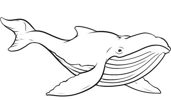Coloriage de baleine gratuit a imprimer