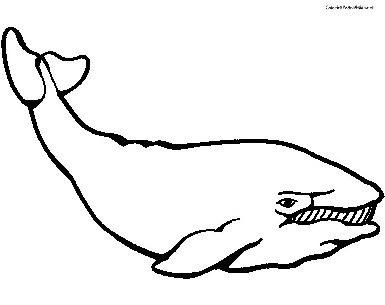 Dessin de baleine gratuit a imprimer et colorier