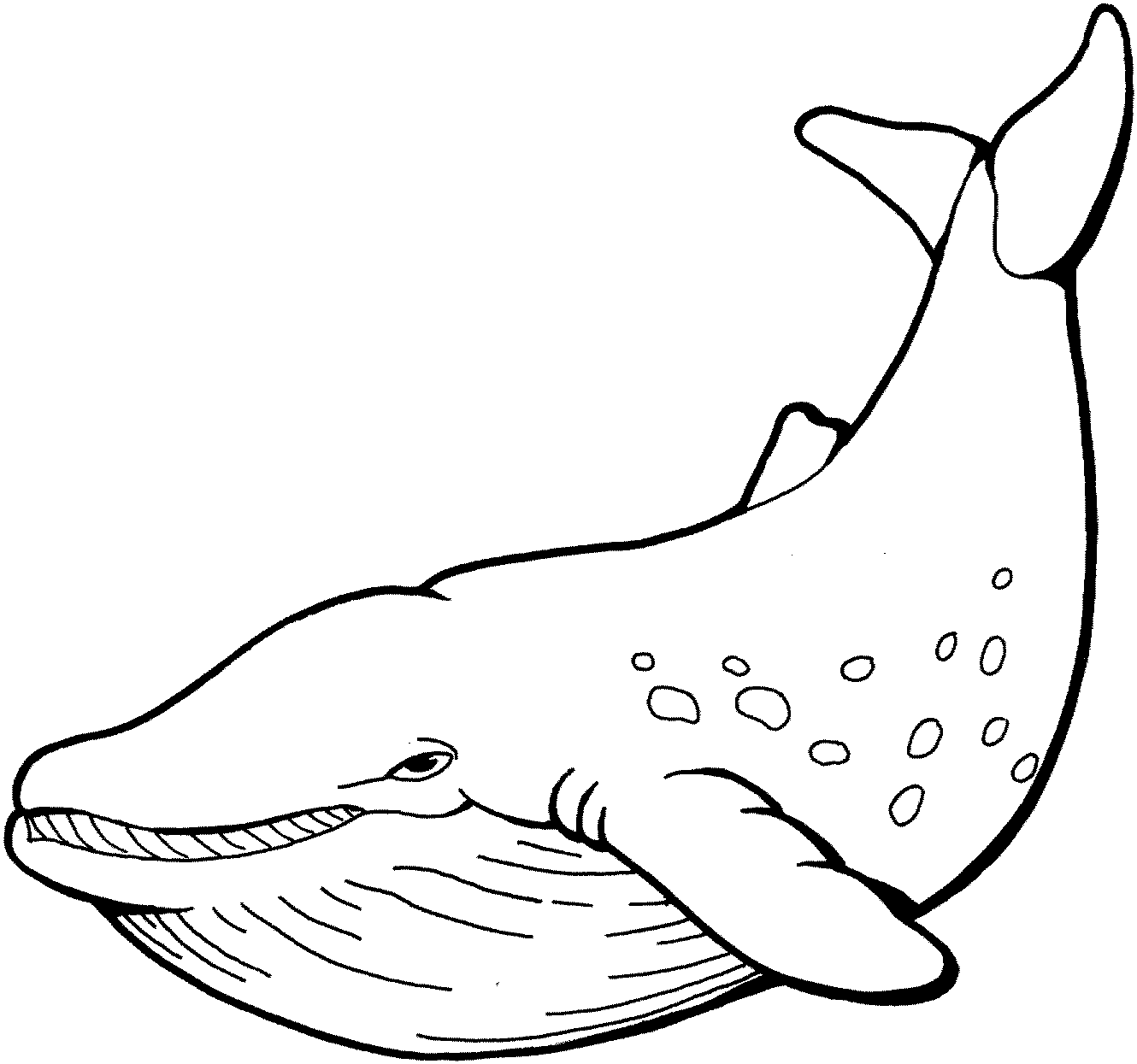 Coloriage de baleine imprimer et colorier
