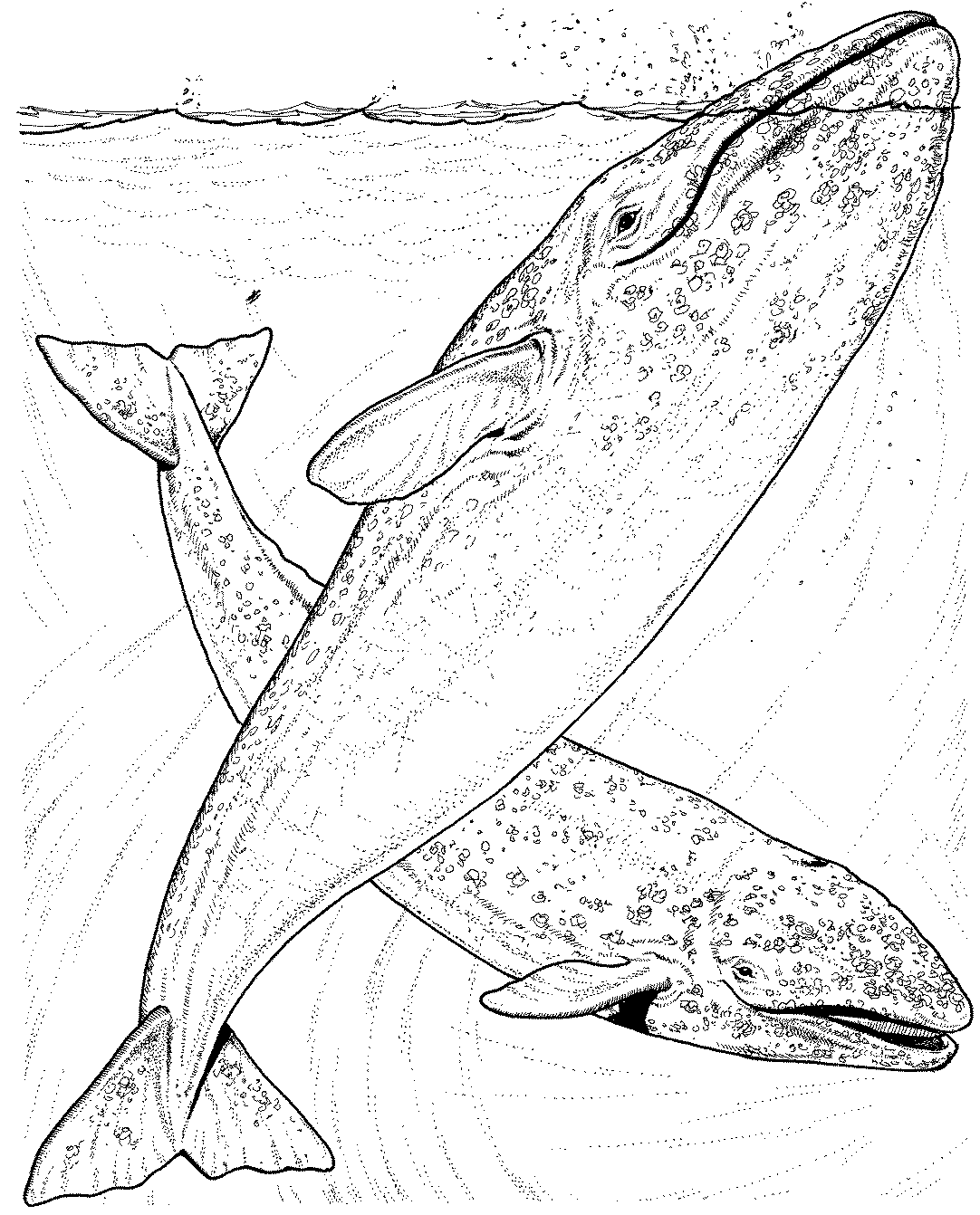 Coloriage baleine a imprimer
