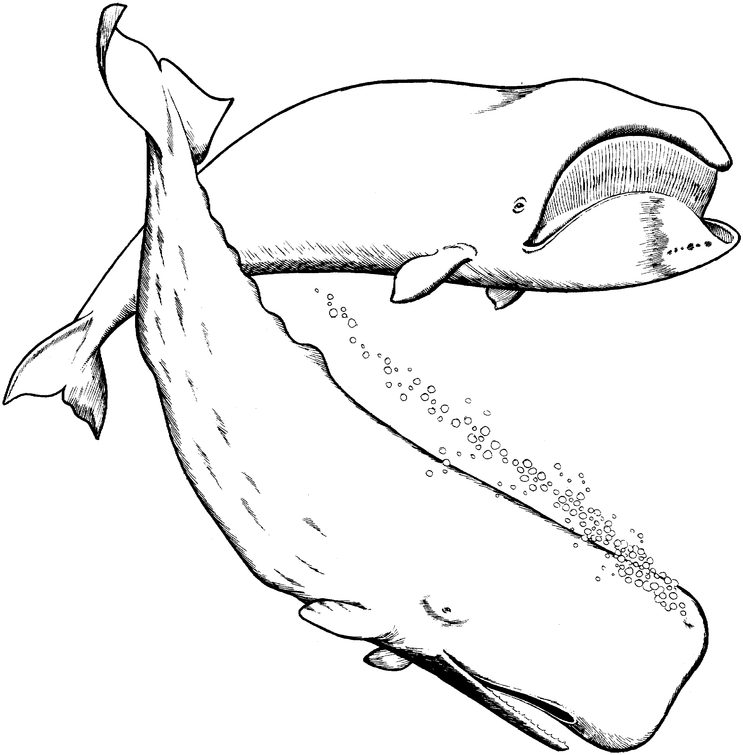 247 dessins de coloriage baleine à imprimer sur LaGuerche.com  Page 13