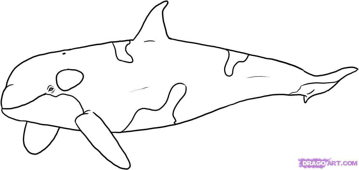 Image de baleine a colorier