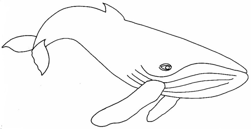Dessin gratuit de baleine à imprimer