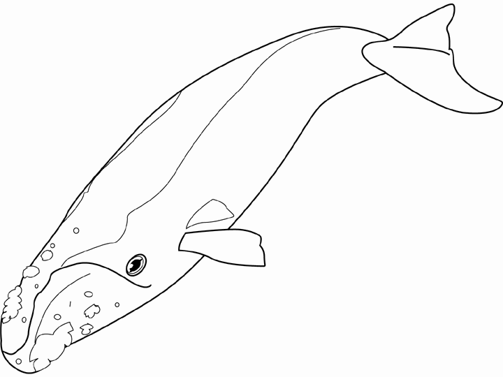 Image de baleine a dessiner