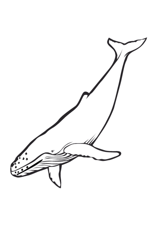 Coloriage de baleine à imprimer