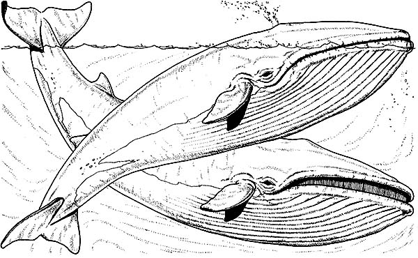 Dessin de baleine gratuit à imprimer et colorier