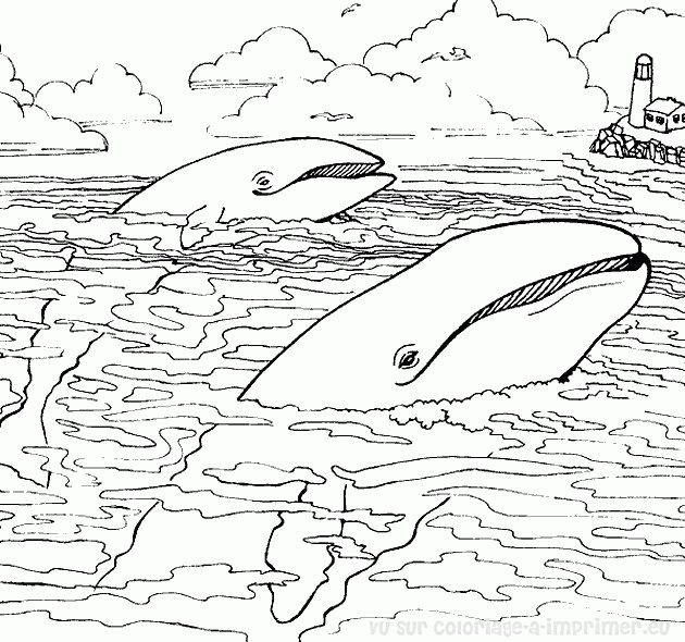 Dessin de baleine a colorier et imprimer