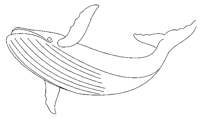Coloriage baleine