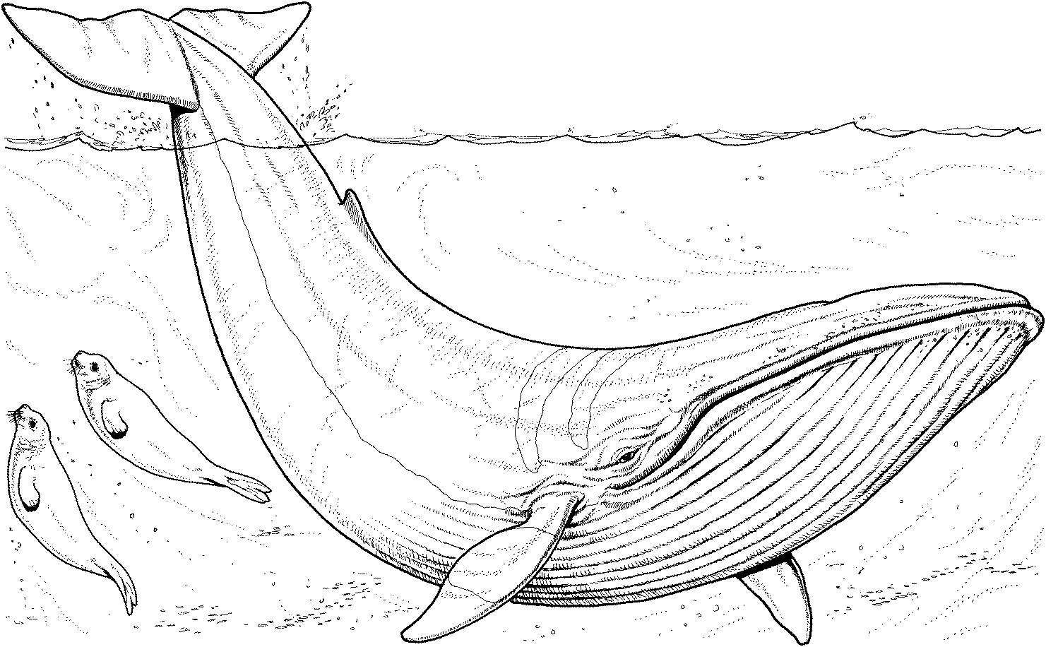 247 dessins de coloriage baleine à imprimer sur LaGuerche.com  Page 23