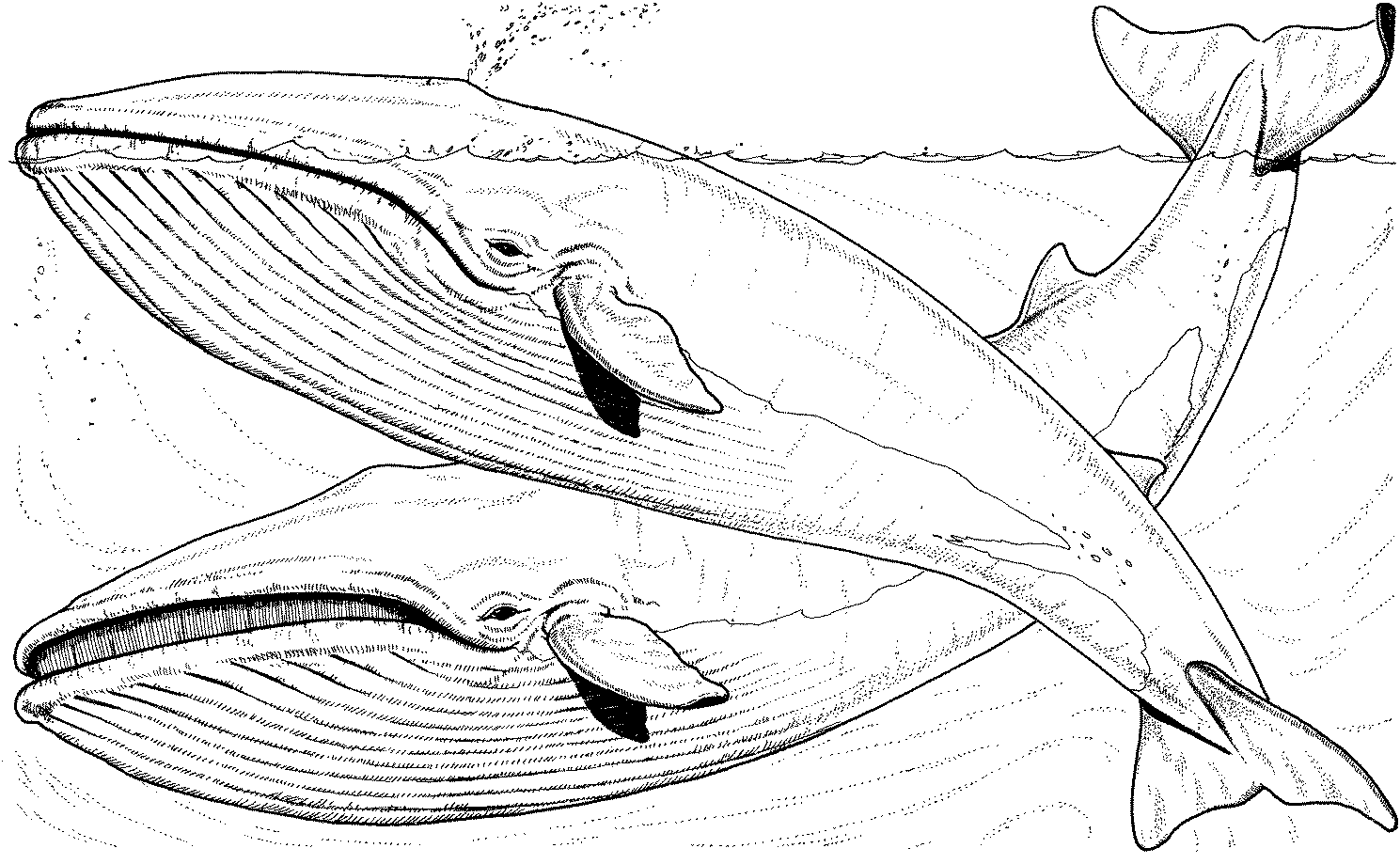 Dessin de baleine pour imprimer et colorier