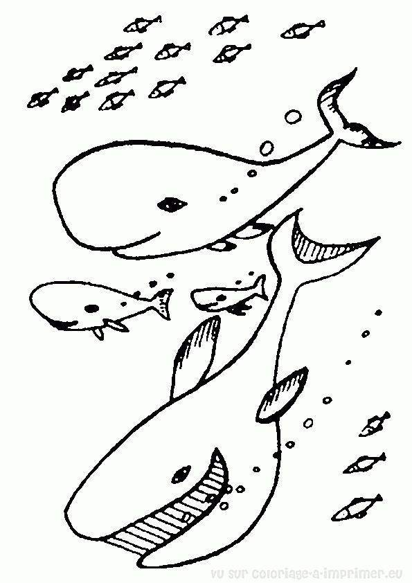 Coloriage de baleine gratuit