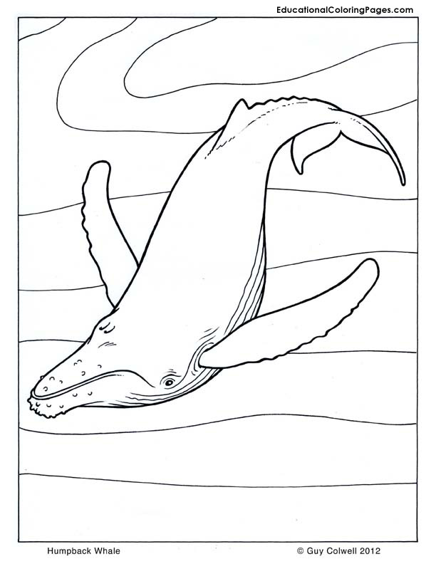 Dessin gratuit de baleine à imprimer