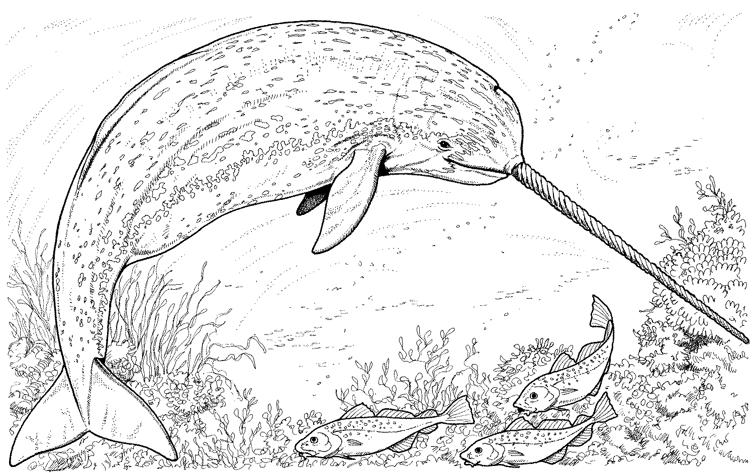 Dessin de baleine