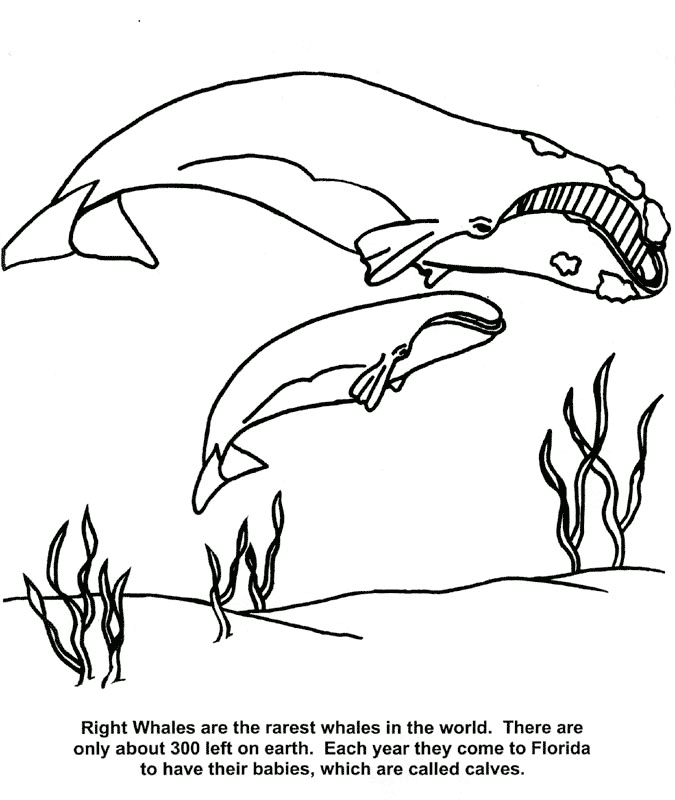 Dessin de baleine a imprimer