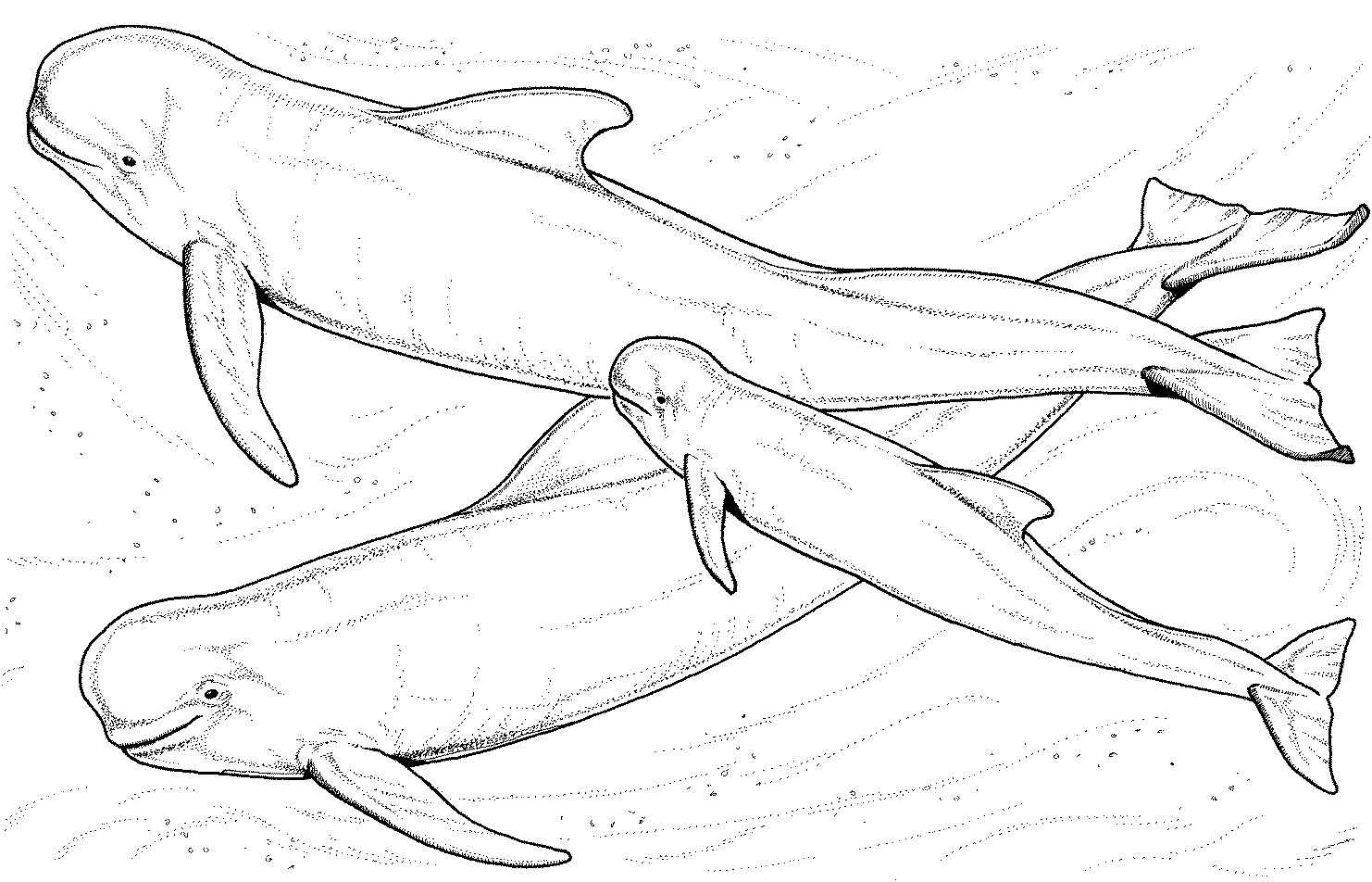 Dessin #12421 - Coloriage de beluga gratuit à imprimer