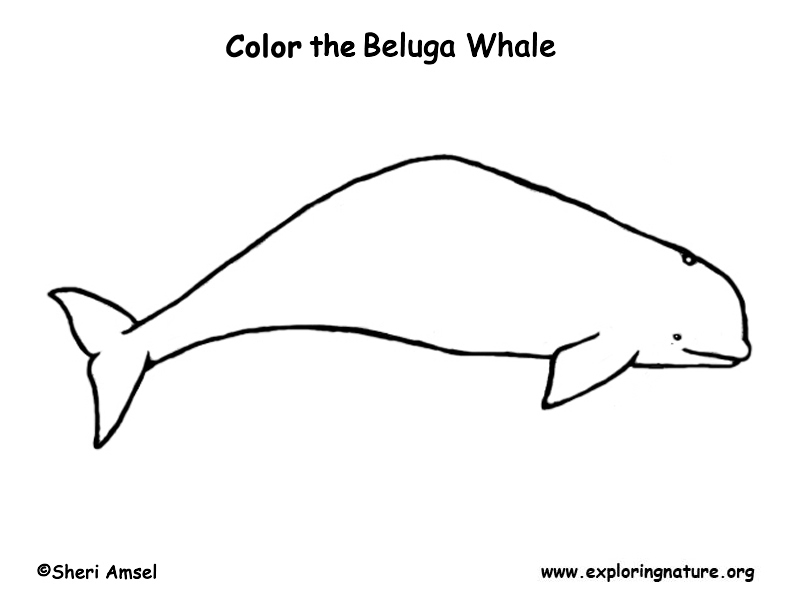 Dessin #12430 - Dessin gratuit de beluga a colorier