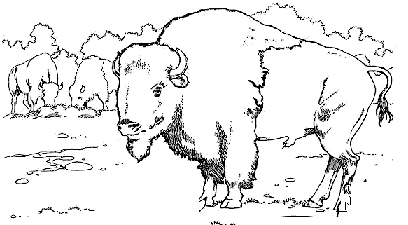 Dessin #12437 - coloriage bison a imprimer