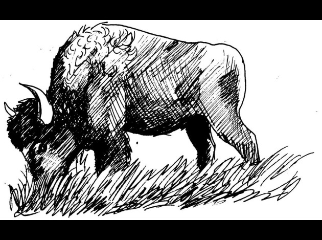 Dessin #12442 - coloriage bison a imprimer