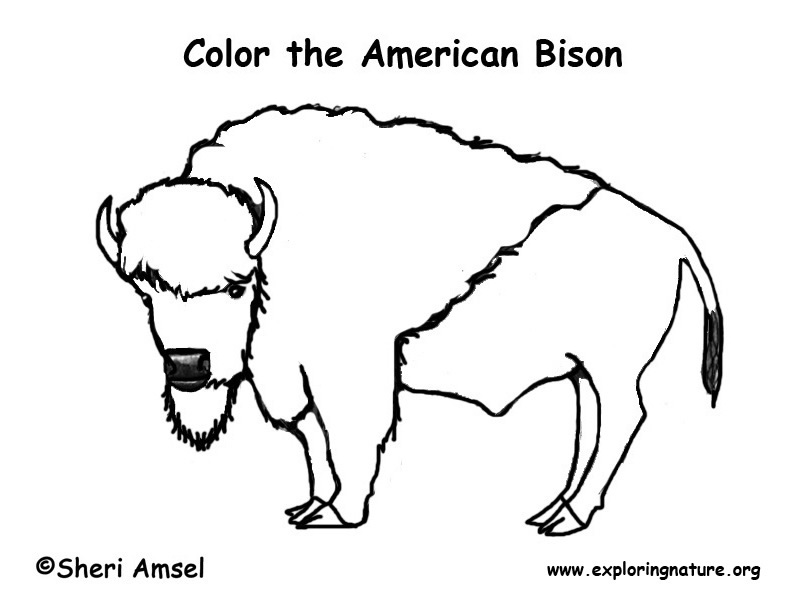 Dessin #12443 - coloriage bison a imprimer