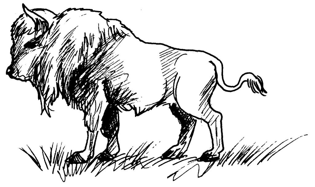 Dessin #12445 - dessin gratuit de bison a imprimer et colorier