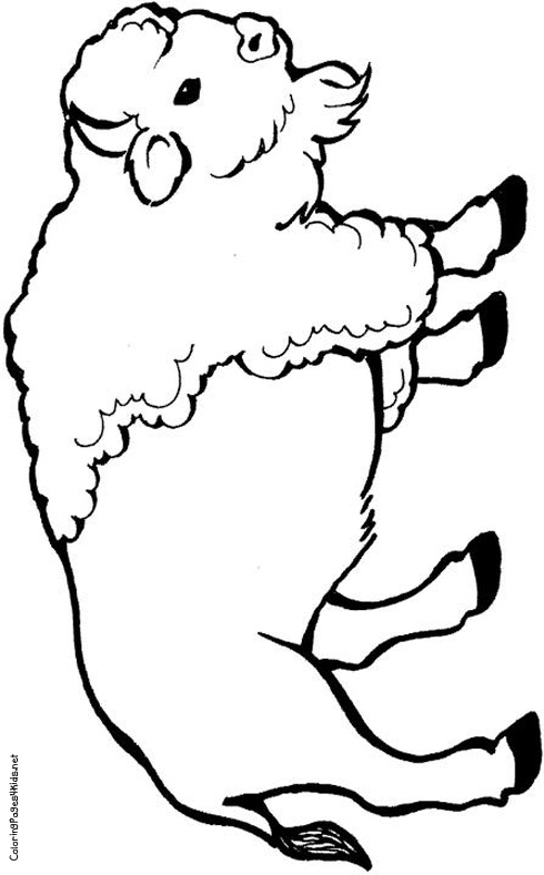 Dessin #12449 - dessin de bison à imprimer