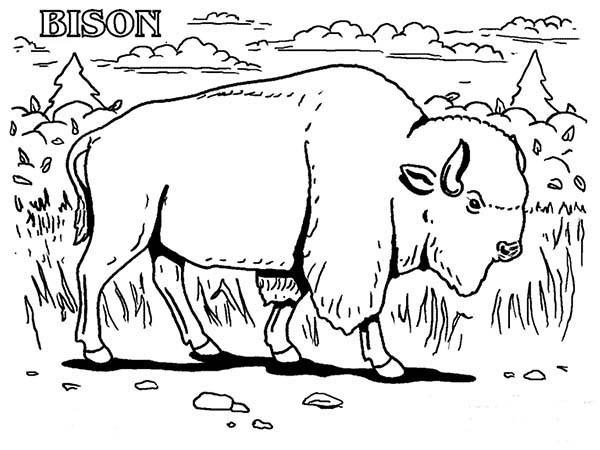Dessin #12454 - coloriage bison
