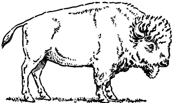Dessin #12456 - Image de bison a imprimer et colorier