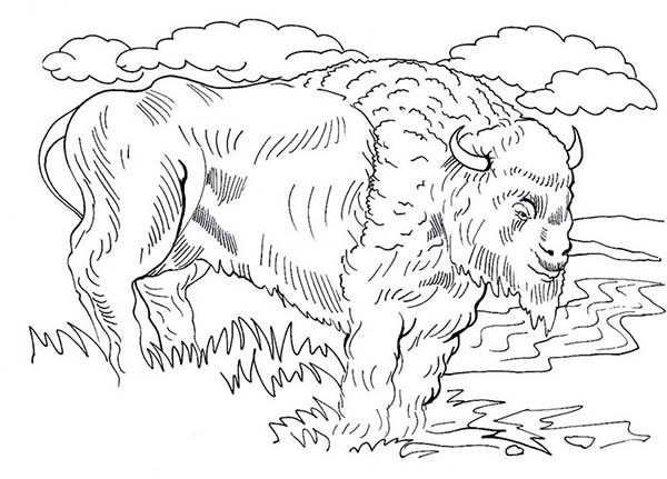 Dessin #12470 - coloriage bison gratuit a imprimer