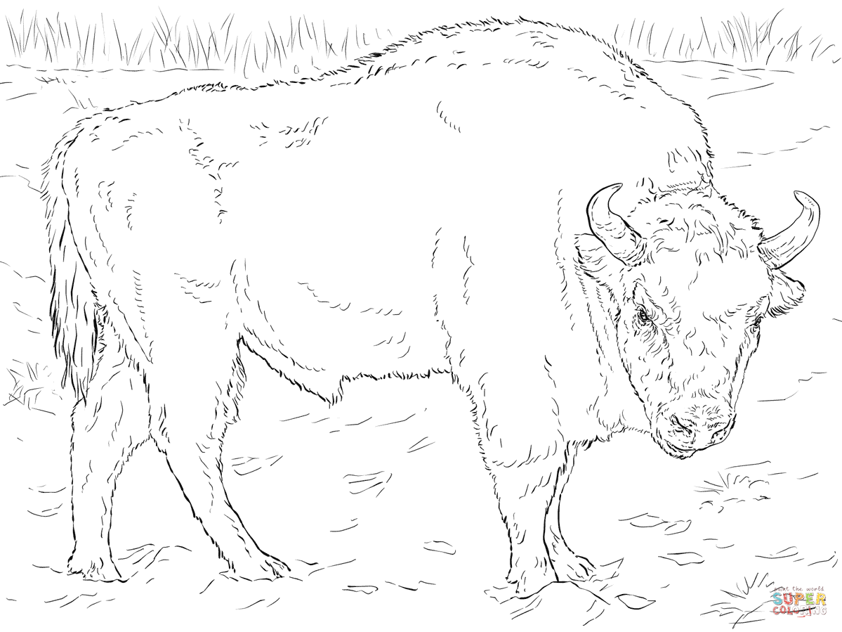 Dessin #12475 - Coloriage bison à imprimer