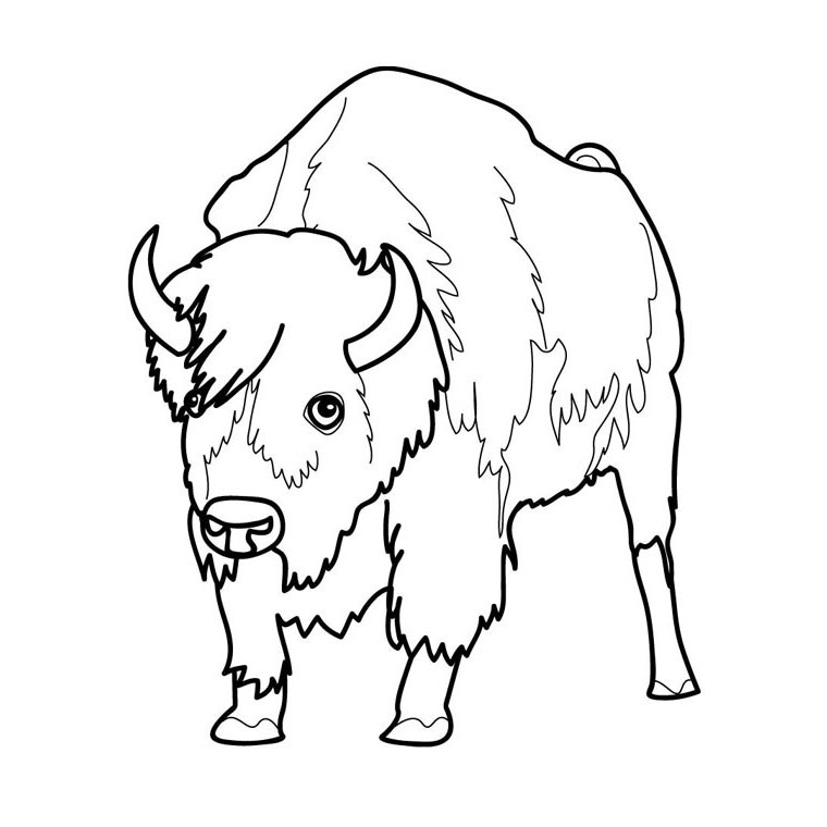 Dessin #12478 - Dessin de bison