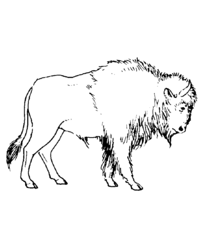 Dessin #12479 - un beau dessin de bison a imprimer et colorier