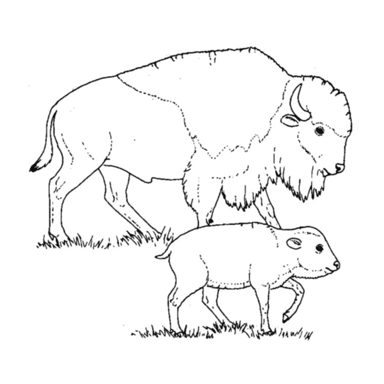 Dessin #12483 - Image de bison a imprimer et colorier