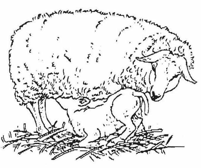 Coloriage brebis gratuit à imprimer et colorier - #12520  Dessin #12520 - Dessin de brebis a colorier