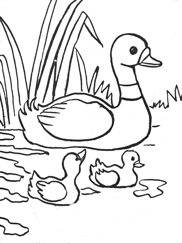 Dessin #12543 - dessin de canard imprimer et colorier